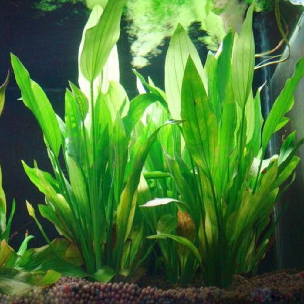 15cm Artificial Aquarium Decor - Dry Herb Vaping Accessories review and price